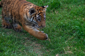 tiger cub playing in the jungle