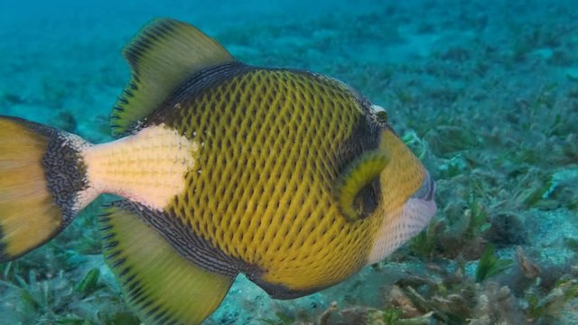 Close up of triggerfish hunts washing out sand on the seabed covered with seagrass, on blue water background. Titan Triggerfish (Balistoides viridescens) Reda Sea, Egypt