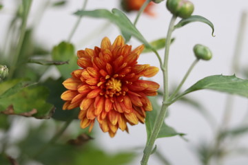 orange flower in the garden