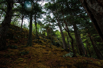 Obraz premium Hiking in Beautiful Norwegian moody mountains summer time 