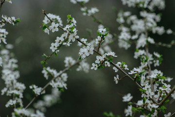 flowering apple trees with blurry background