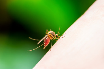 Dangerous Zika Infected Mosquito Bite on Green Background. Leishmaniasis, Encephalitis, Yellow Fever, Dengue, Malaria Disease, Mayaro or Zika Virus Infectious Culex Mosquito Parasite Insect Macro.