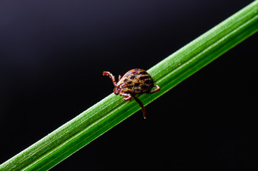 Encephalitis Insect Tick Crawling on Grass. Encephalitis Virus or Lyme Borreliosis Disease Infectious Dermacentor Tick Arachnid Parasite Macro.