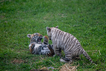 tiger cub playing in the jungle