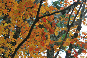 紅葉