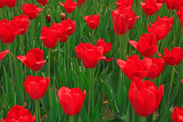 Fototapeta premium Tulips flowers in the garden