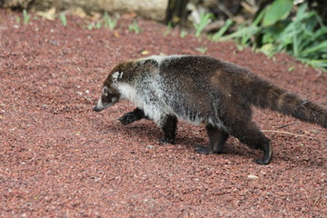 Fototapeta premium Coati à nez blanc (Nasua narica)