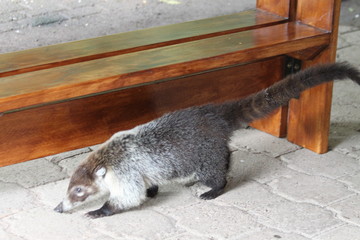 Coati à nez blanc (Nasua narica)