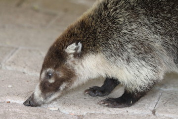 Coati à nez blanc (Nasua narica)