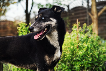  Black and white dog with blue eyes on the grass.