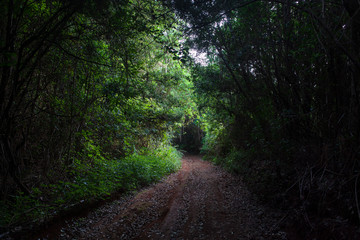 Fototapeta premium a hole in the path