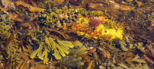 tidal pool eco system
