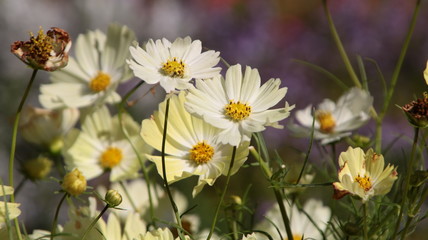 Fototapeta premium ガーデン