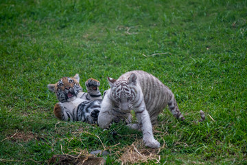 tiger cub playing in the jungle