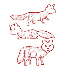 Dog or Wolf or Fox Hand Drawn on White Background. Vector