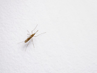 Dangerous Malaria Infected Mosquito on White Wall. Leishmaniasis, Encephalitis, Yellow Fever, Dengue, Malaria Disease, Mayaro or Zika Virus Infectious Culex Mosquito Parasite Insect Macro.