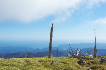枯れ木と山々