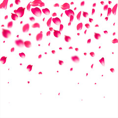 Pink falling petals flying. Sakura flower pastel texture background.