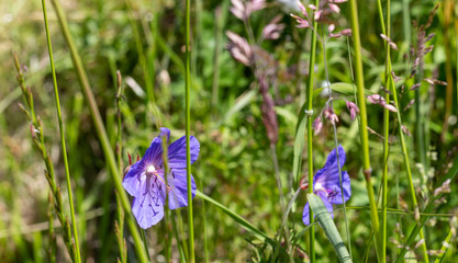 Blue Flax Flower