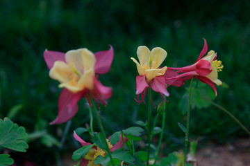 Fototapeta na wymiar garden columbine flowers