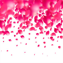 Pink falling petals rose. Nice flower pastel texture background.