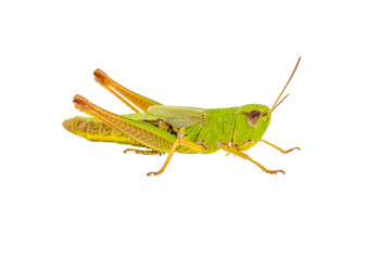 Common Green Grasshopper Tettigoniidae Pest Insect Isolated on White