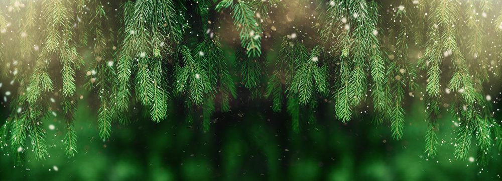 Fir or pine christmas and new year holiday green  backdrop
