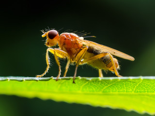 Scathophaga Stercoraria Fly or Yellow Dungfly Diptera Parasite Insect on Plant Green Grass Macro