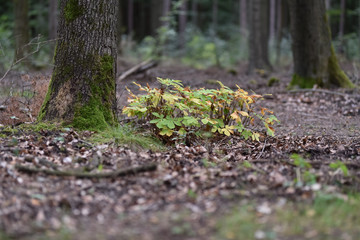 Pilze sammeln, Herbst, Tharandter Wald