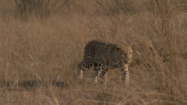 Wild African leopard walks through grass toward camera, medium shot