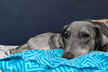 a tired gray greyhound resting on a blue pillow and white sheet. close-up. A pacified expression of the muzzle.