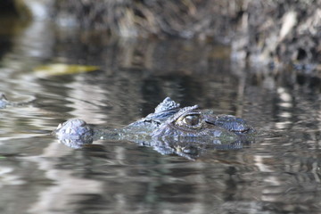 Naklejka premium Alligator dans la mangrove