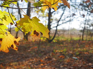 autumn leaves on tree