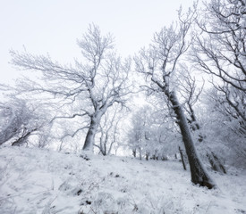 Frozen landscape - Winter mist forest