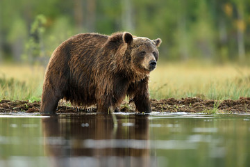 Obraz na płótnie Canvas brown bear in a water