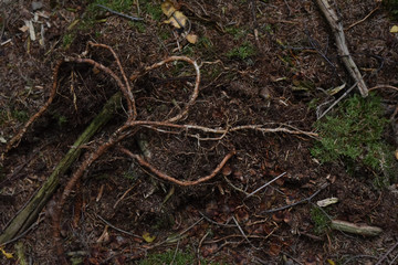 Pilze sammeln, Herbst, Tharandter Wald