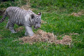 tiger cub playing in the jungle