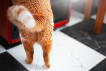 Close-up of back paws of orange cat.
