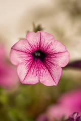 pink flowers in the garden