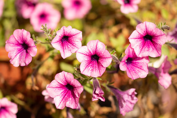 pink flowers in the garden