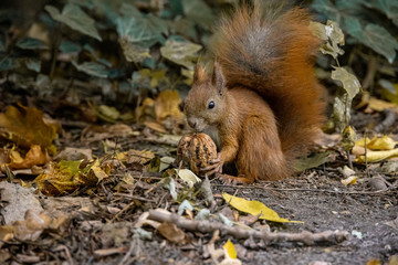 little red squirrel with a large walnut on an autumn day