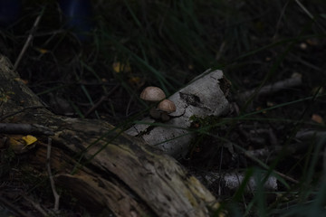 Pilze sammeln, Herbst, Tharandter Wald