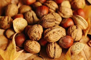 Variety of nuts on autumn leaves