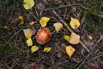 Pilze sammeln, Herbst, Tharandter Wald