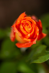 macro shot of a red rose
