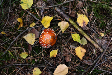 Pilze sammeln, Herbst, Tharandter Wald