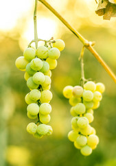 Two big clusters of ripe white grapes.