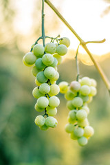 Two clusters of ripe white grapes close-up.