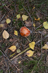 Pilze sammeln, Herbst, Tharandter Wald