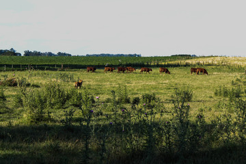 perra pastor trabajando